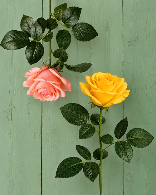 immagine ispirazionale di rose tema presentazione prodotti